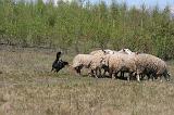BORDER COLLIE - MOUTONS 068